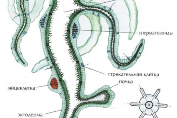 Кракен сайт тор ссылка vtor run