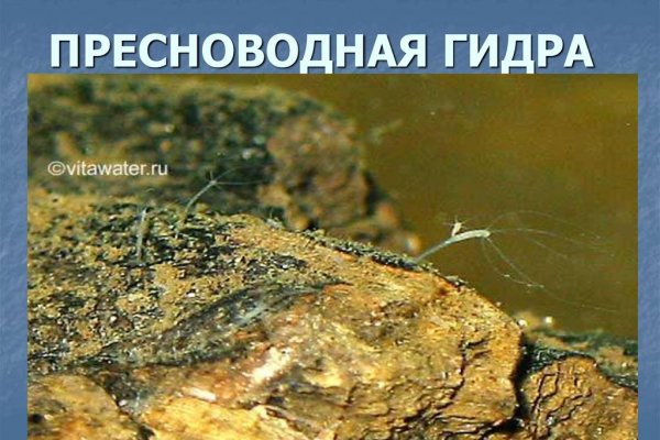 Кракен актуальное зеркало